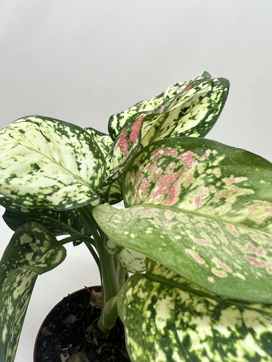 Aglaonema Wishes Chinese Evergreen 4" Pot Live Plant