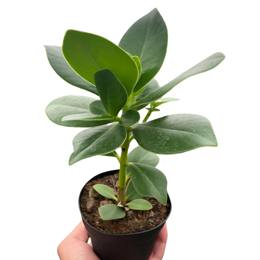 Autograph Tree Plant Princess Clusia Balsam Apple Copey Live Plant