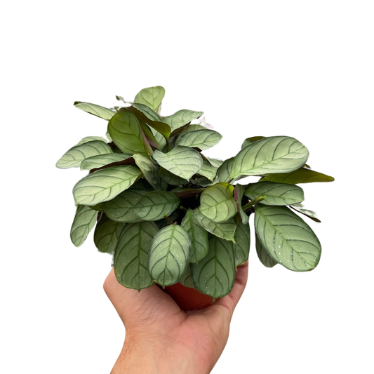 Ctenanthe burle-marxii Amagris Fishbone Plant Prayer Plant 4" Live Plant