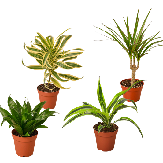 Dracaenas Four Different Variety Pack FREE Care Guide 4" Pot Live Plants