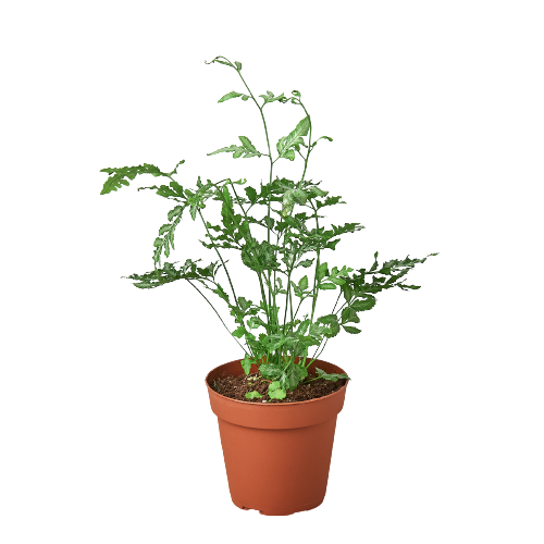 Fern 'Silver Lace' 4" Pot Live Plant