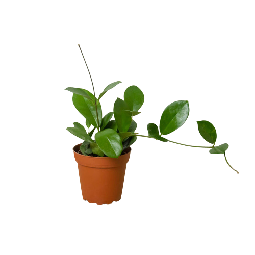 Hoya Australis Wax Vine Honey Plant Porcelain Flower Live Plant