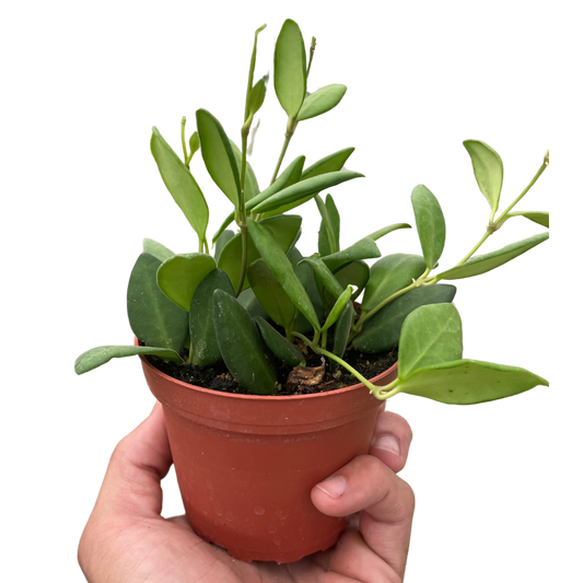 Hoya Chouke Wax Plant Porcelain Flower 4" Pot Live Plant