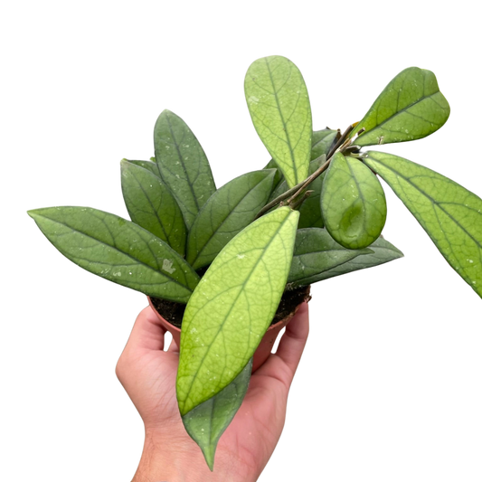 Hoya Crassipetiolata Waxflower Wax Plant Multiple Sizes Available