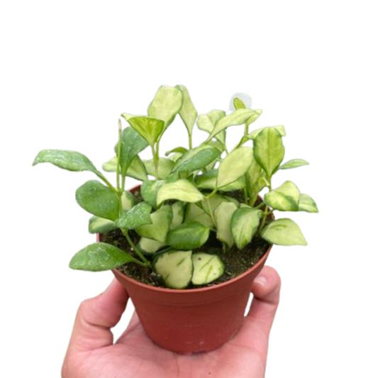 Hoya Heuschkeliana Variegated Wax plant Porcelain Flower 4" Pot Live Plant