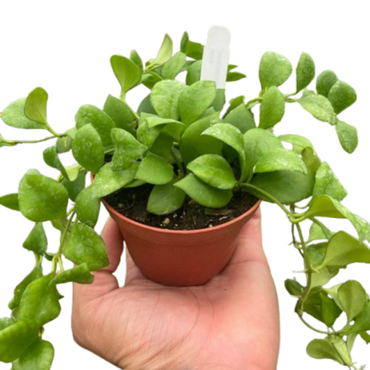 Hoya Heuschkeliana Wax Plant Porcelain Flower 4" Pot Live Plant