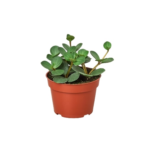 Peperomia Hope Peperomia tetraphylla Radiator Plant Multiple Sizes Available