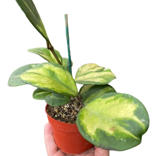 Hoya Obovata Reverse Wax plant Honey Plant Porcelain Flower Live Plant