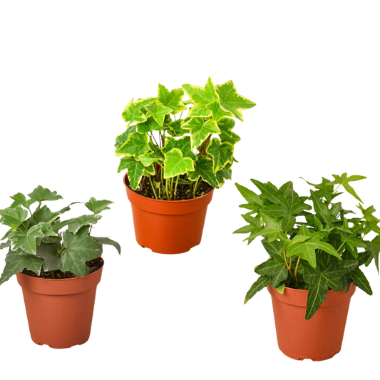 English Ivy Bundle Three Different Ivy Plants 4" Pot Live Plants