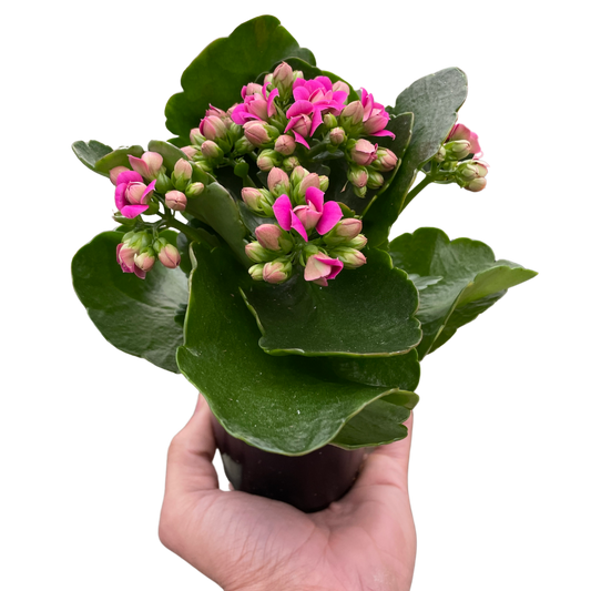 Kalanchoe Flaming Katy Kalanchoe blossfeldiana Different Colors