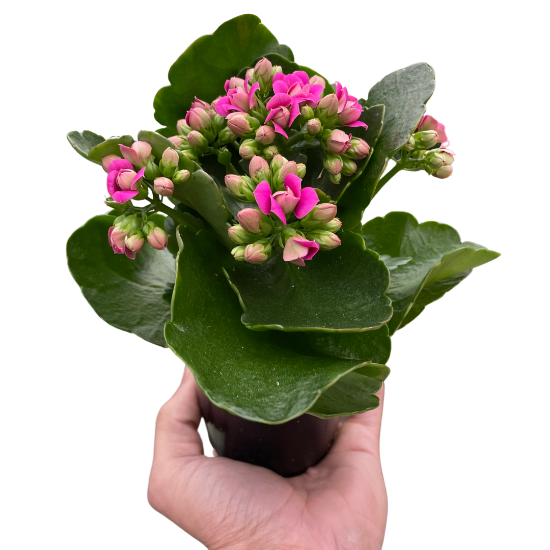 Kalanchoe Flaming Katy Kalanchoe blossfeldiana Different Colors