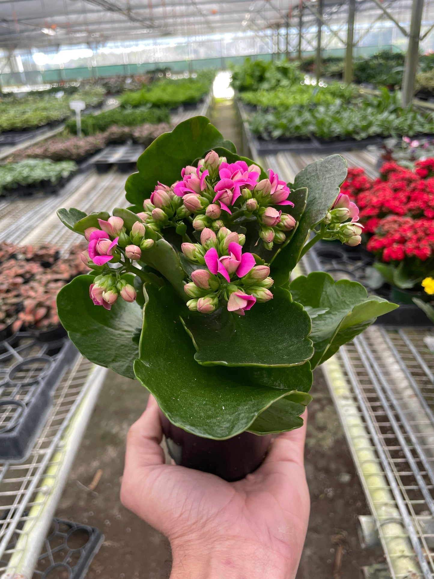 Kalanchoe Flaming Katy Kalanchoe blossfeldiana Different Colors