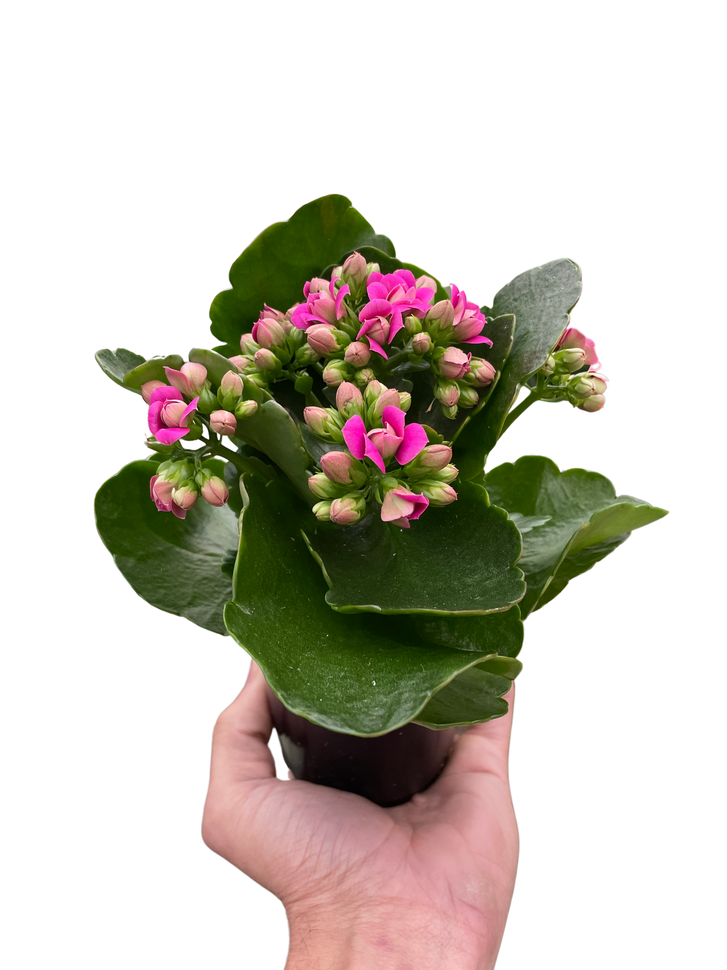 Kalanchoe Flaming Katy Kalanchoe blossfeldiana Different Colors