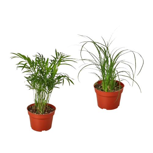 Palm Two Plant Variety Pack 4" Pots Live Plant