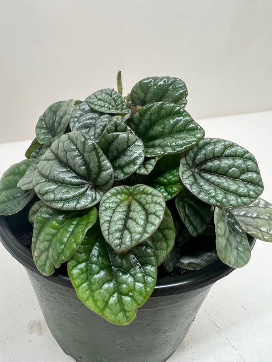 Peperomia Greyhound Ripple Peperomia caperata 4" Pot Live Plant