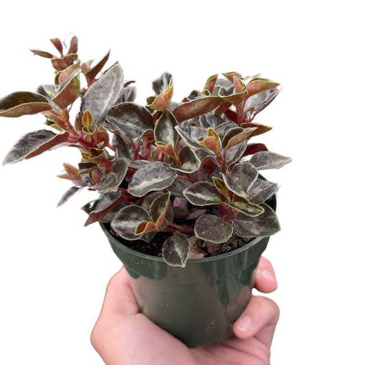 Peperomia Metallica Radiator Plant 4" Pot Live Plant