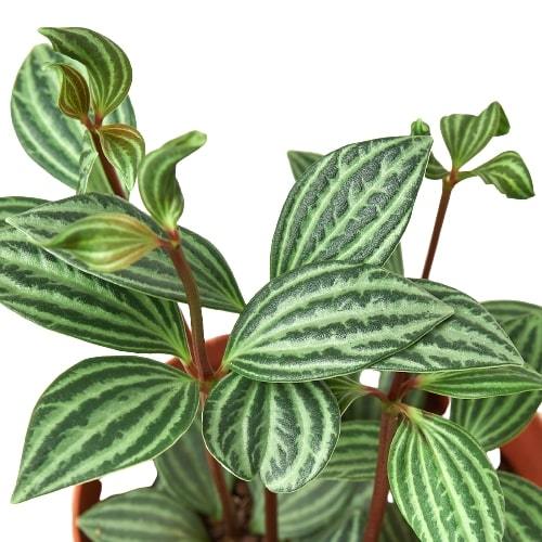 Peperomia Parallel Peperomia tetragona Live Plant Multiple Sizes Available