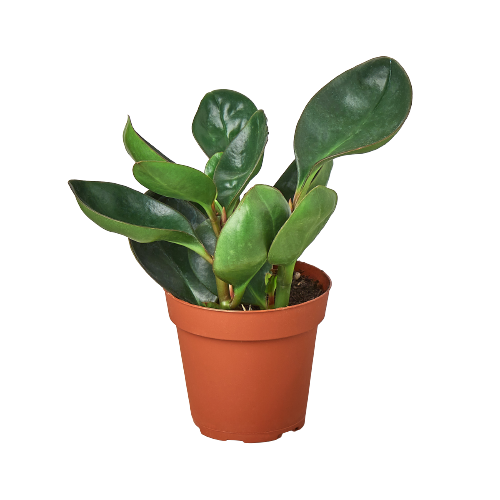 Peperomia Red Edge 4" Pot Live Plant