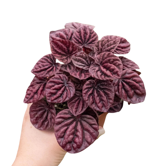 Peperomia Ripple Red Radiator Plant Live Plant Multiple Sizes Available