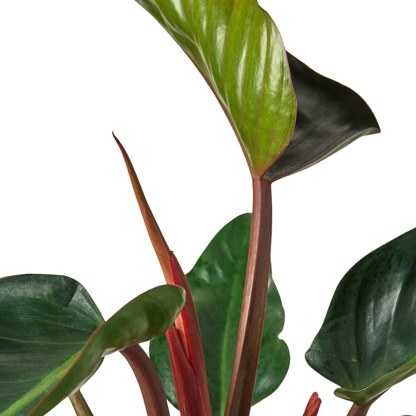 Philodendron Congo Rojo Multiple Sizes Available