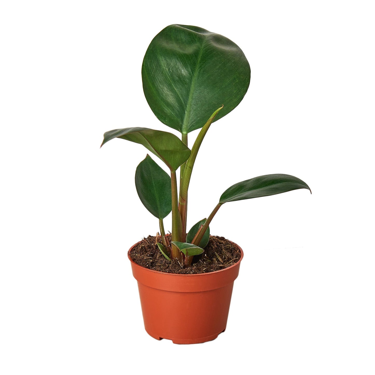 Philodendron Congo Rojo Multiple Sizes Available