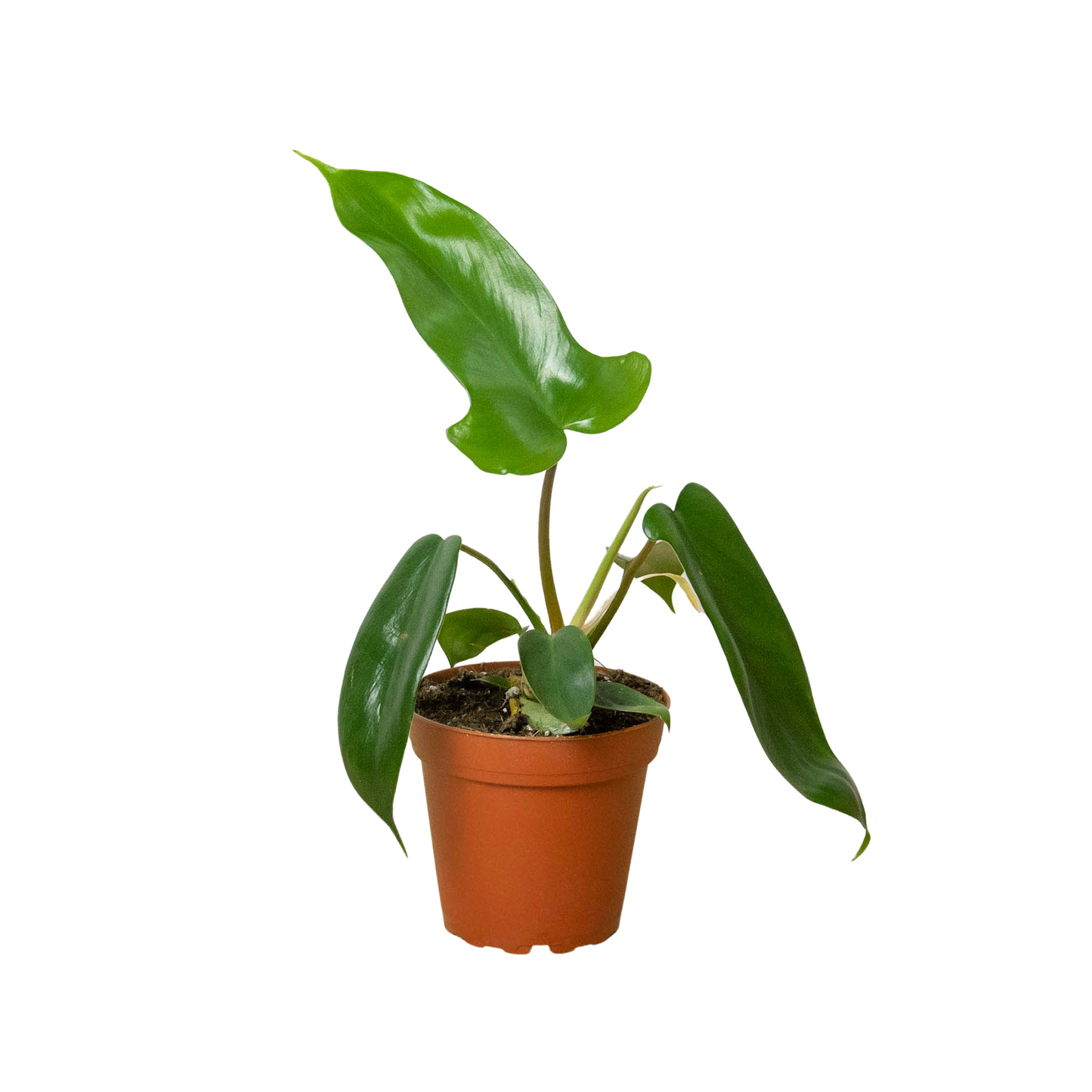 Philodendron Florida Green 4" Pot Live Plant