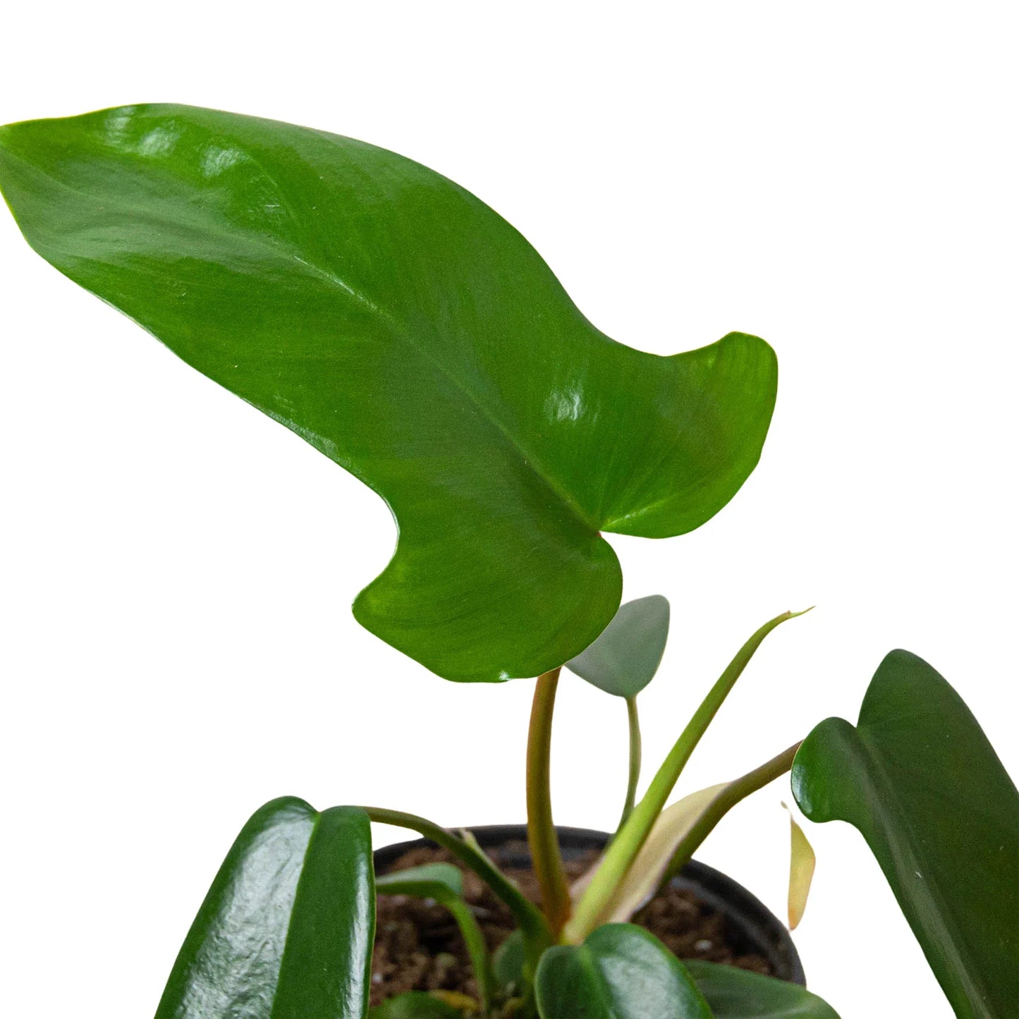 Philodendron Florida Green 4" Pot Live Plant