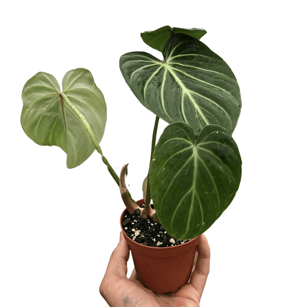 Philodendron Zebra Gloriosum Live Plant Multiple Sizes Available