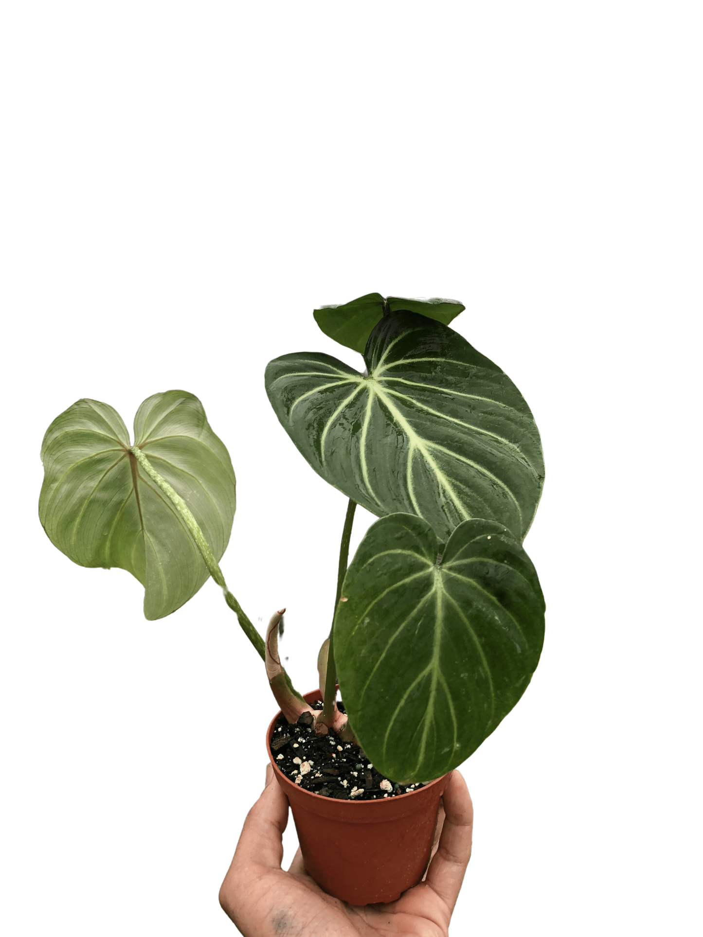 Philodendron Zebra Gloriosum Live Plant Multiple Sizes Available