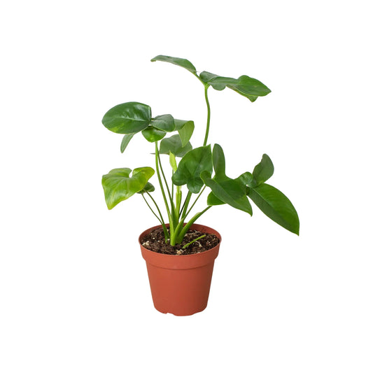 Philodendron Goeldii Finger Leaf Fun Bun Live Plant Multi Sizes Available