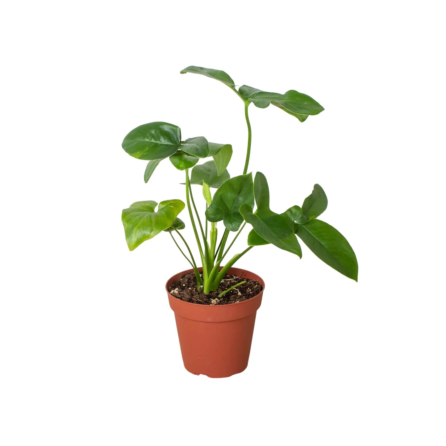 Philodendron Goeldii Finger Leaf Fun Bun Live Plant Multi Sizes Available