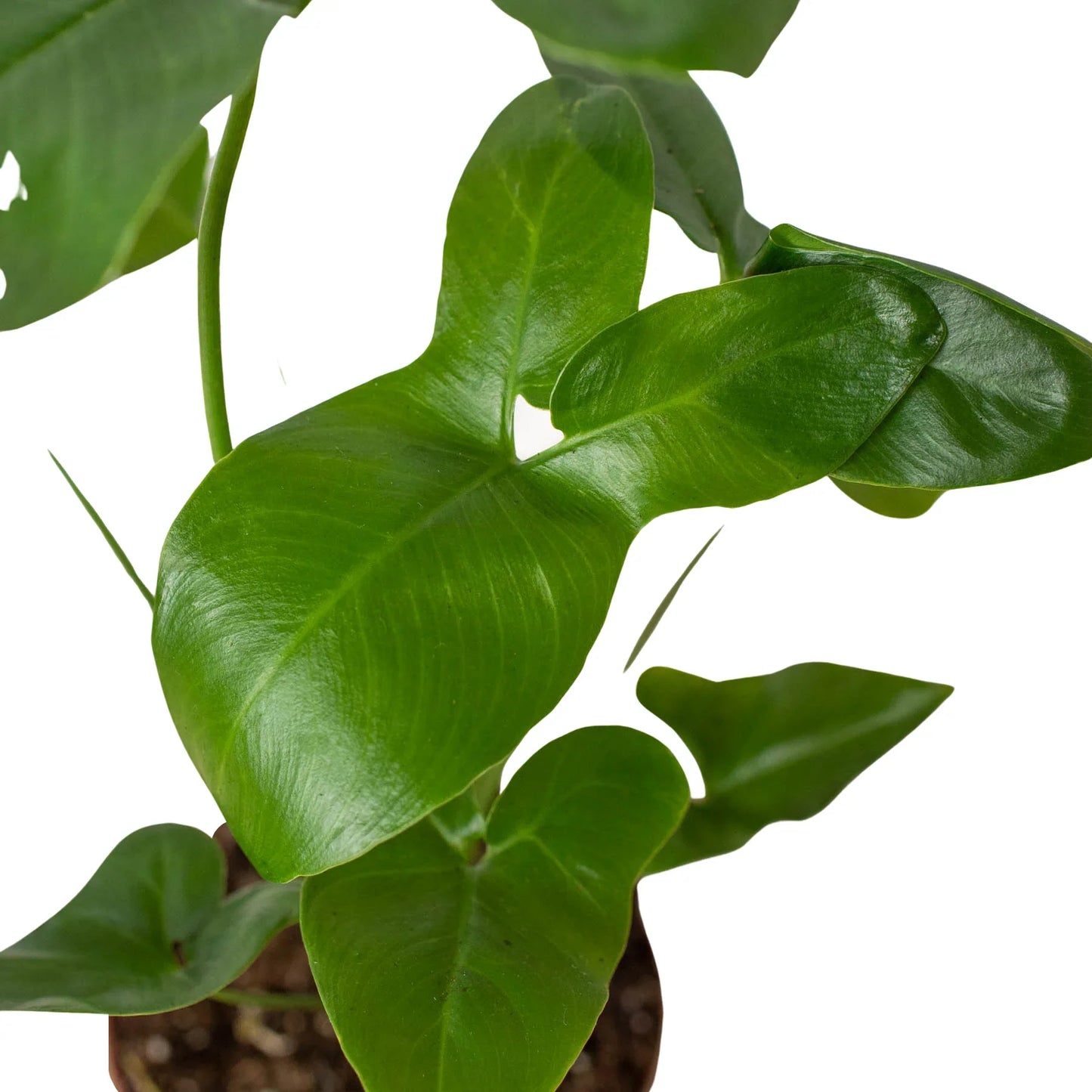 Philodendron Goeldii Finger Leaf Fun Bun Live Plant Multi Sizes Available