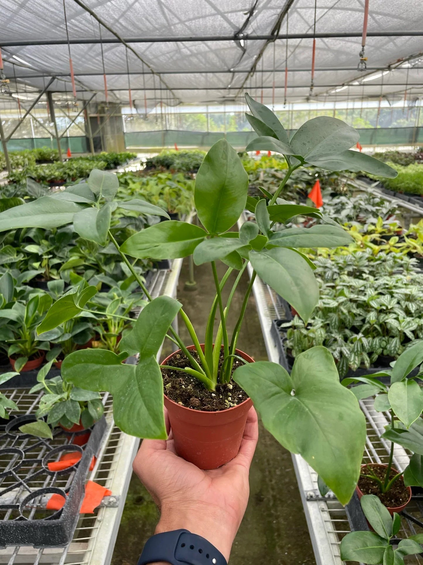 Philodendron Goeldii Finger Leaf Fun Bun Live Plant Multi Sizes Available