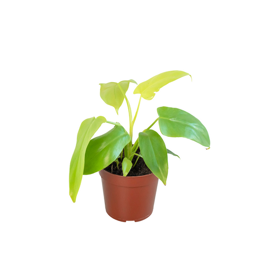 Philodendron Gold Violin Philodendron Bipennifolium Aurea