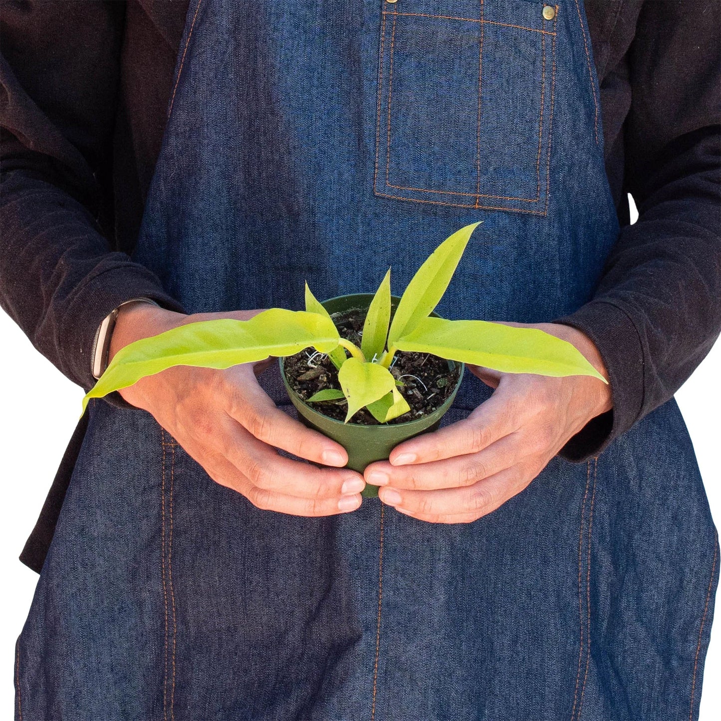 Philodendron Ring of Fire Gold Henderson Pride Live Plant Multiple Sizes Available