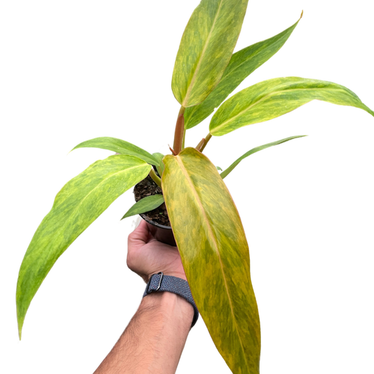 Philodendron Orange Marmalade Quadcolor Multiple Sizes Available