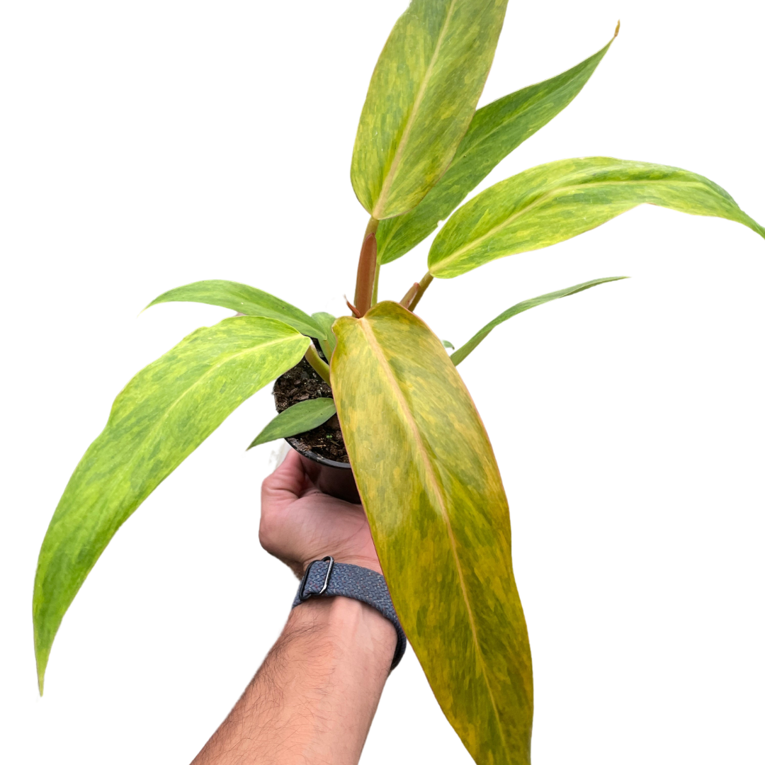 Philodendron Orange Marmalade Quadcolor Multiple Sizes Available