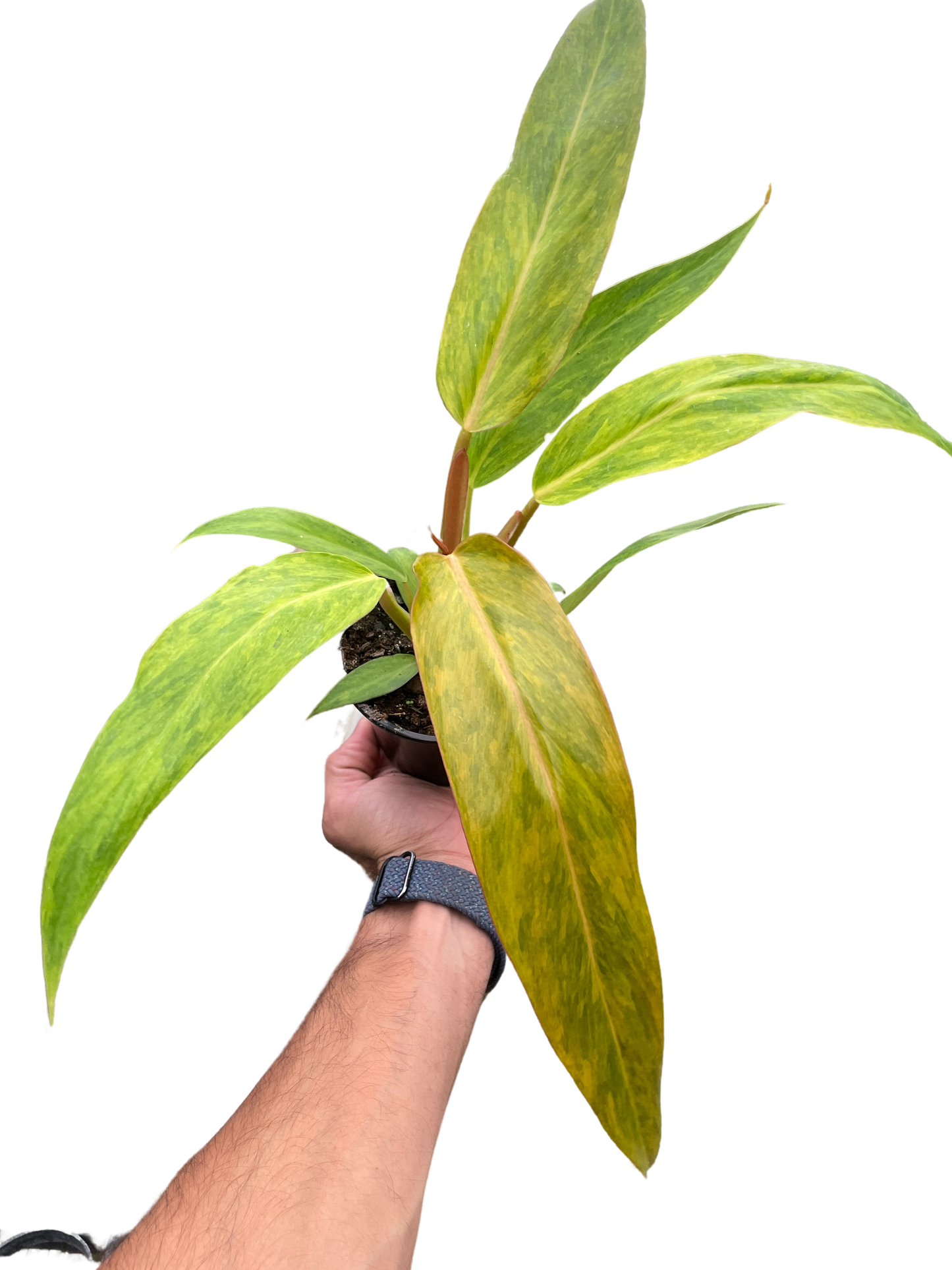 Philodendron Orange Marmalade Quadcolor Multiple Sizes Available