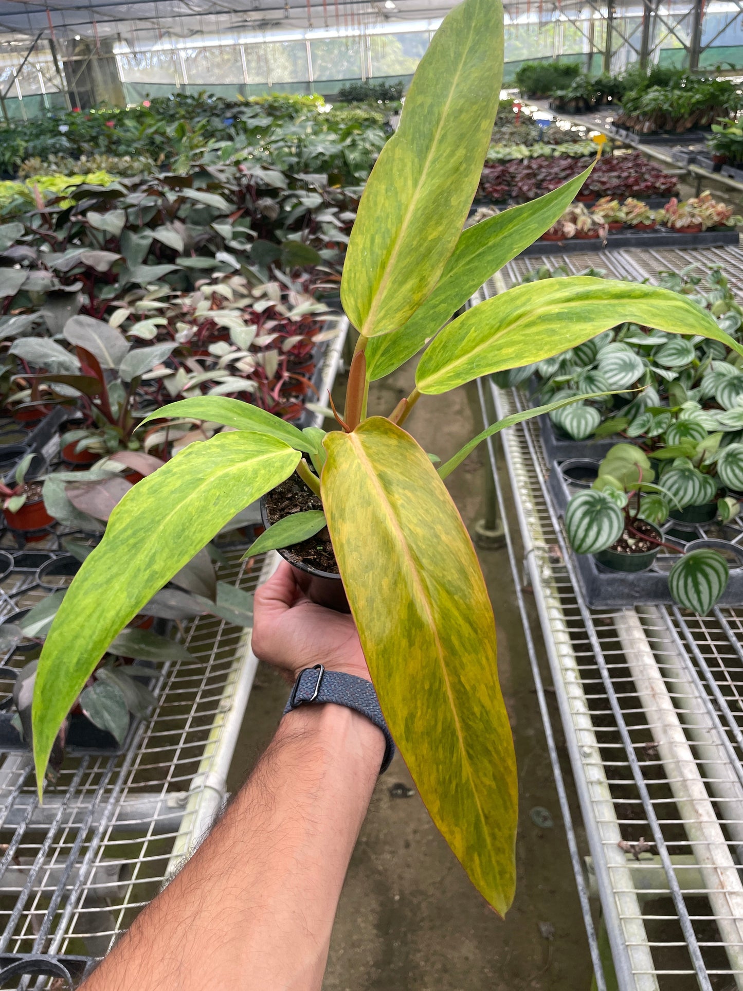 Philodendron Orange Marmalade Quadcolor Multiple Sizes Available