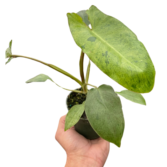 Philodendron Paraiso Verde Live Plant Multi Sizes Available