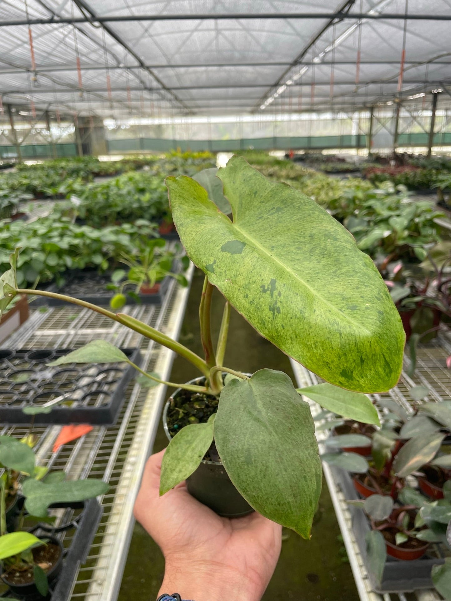 Philodendron Paraiso Verde Live Plant Multi Sizes Available