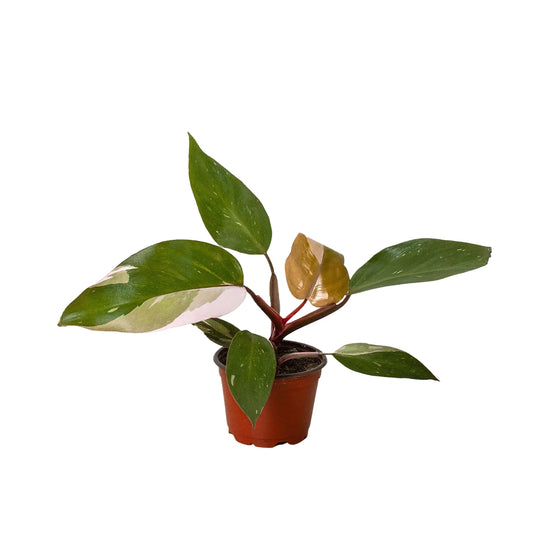 Philodendron Pink Princess Live Plant Multiple Sizes Available