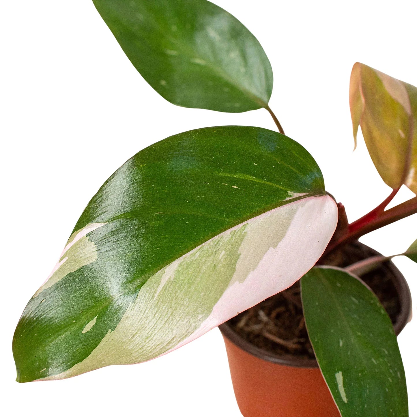 Philodendron Pink Princess Live Plant Multiple Sizes Available