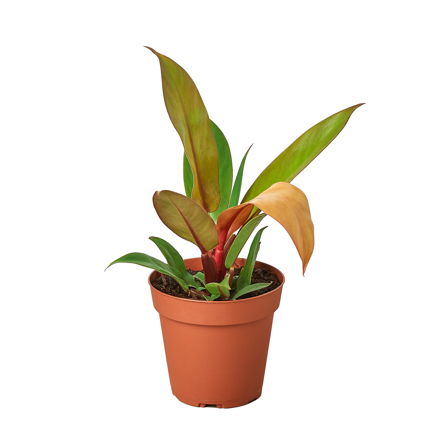 Philodendron Selloum Prince of Orange Live Plant Multiple Sizes Available