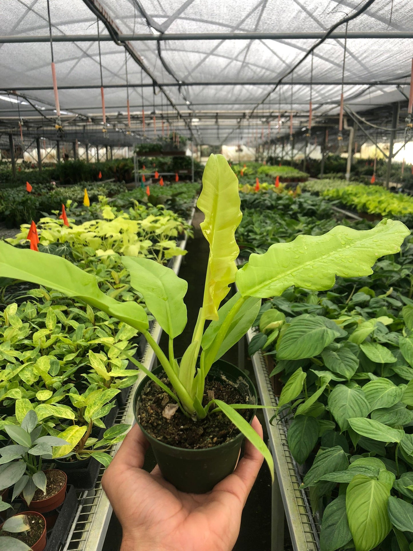 Philodendron Ring of Fire Gold Henderson Pride Live Plant Multiple Sizes Available