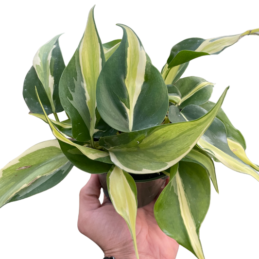 Philodendron Silver Stripe Variegated Live Plant Multiple Sizes Available