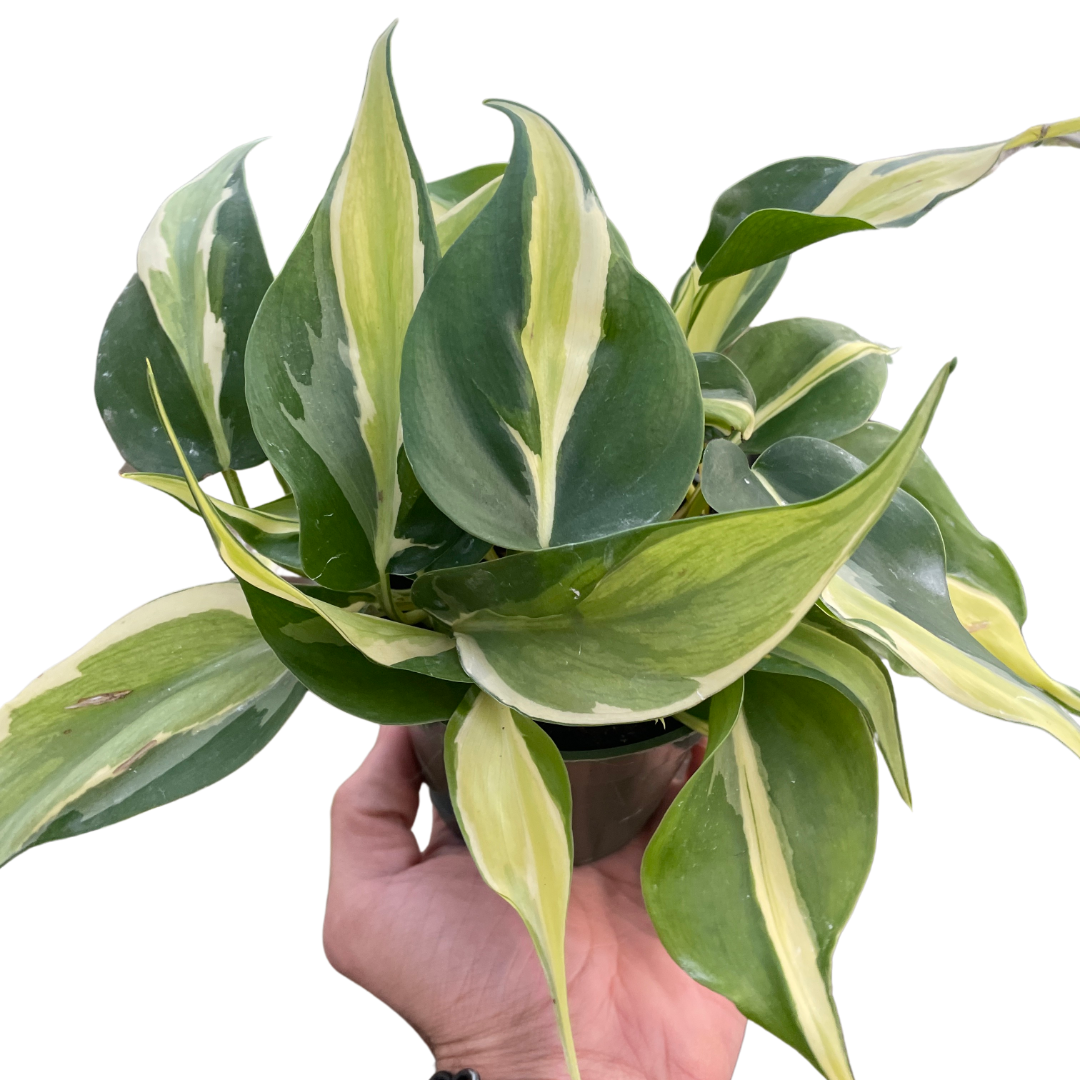 Philodendron Silver Stripe Variegated Live Plant Multiple Sizes Available