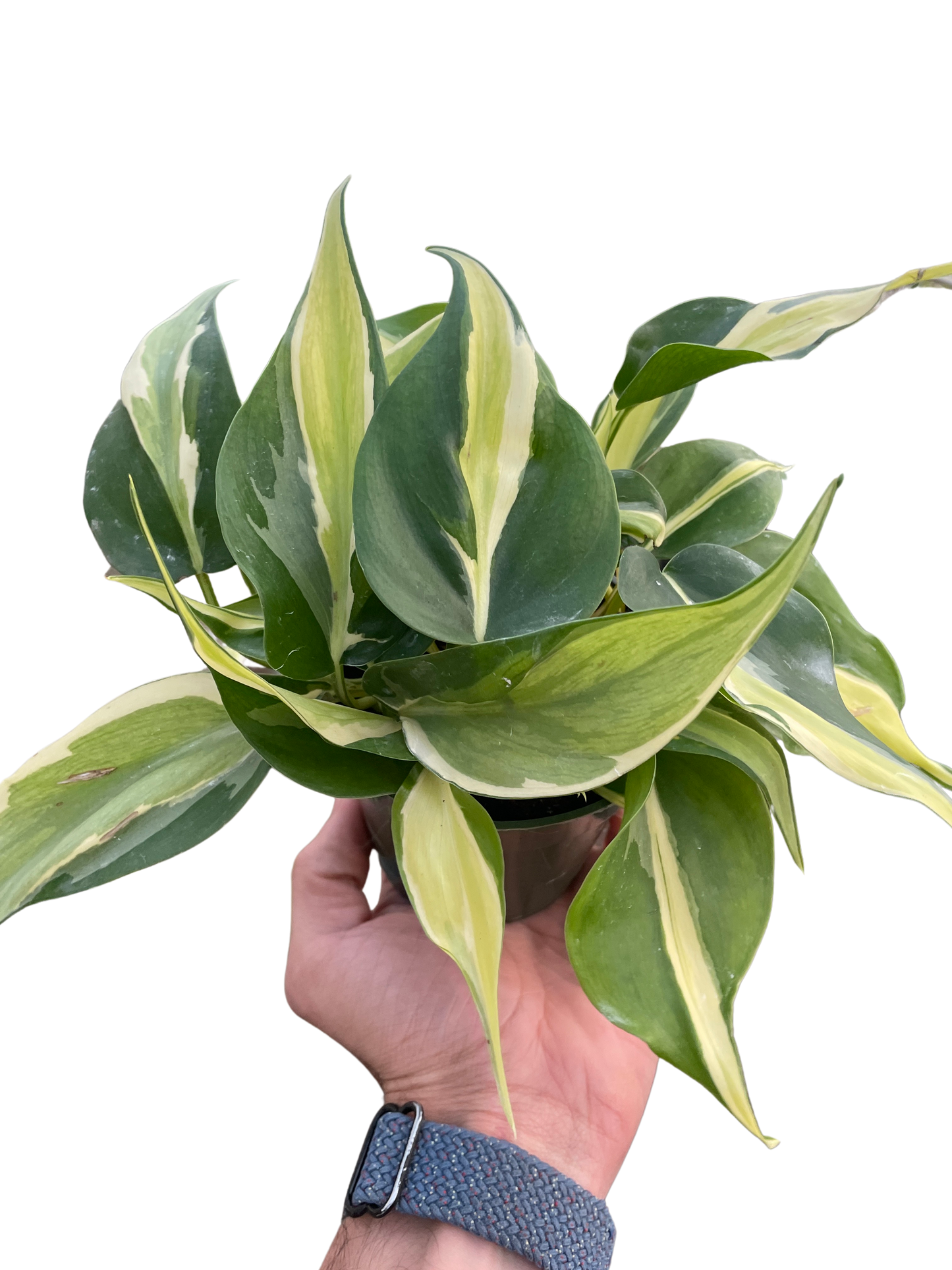 Philodendron Silver Stripe Variegated Live Plant Multiple Sizes Available