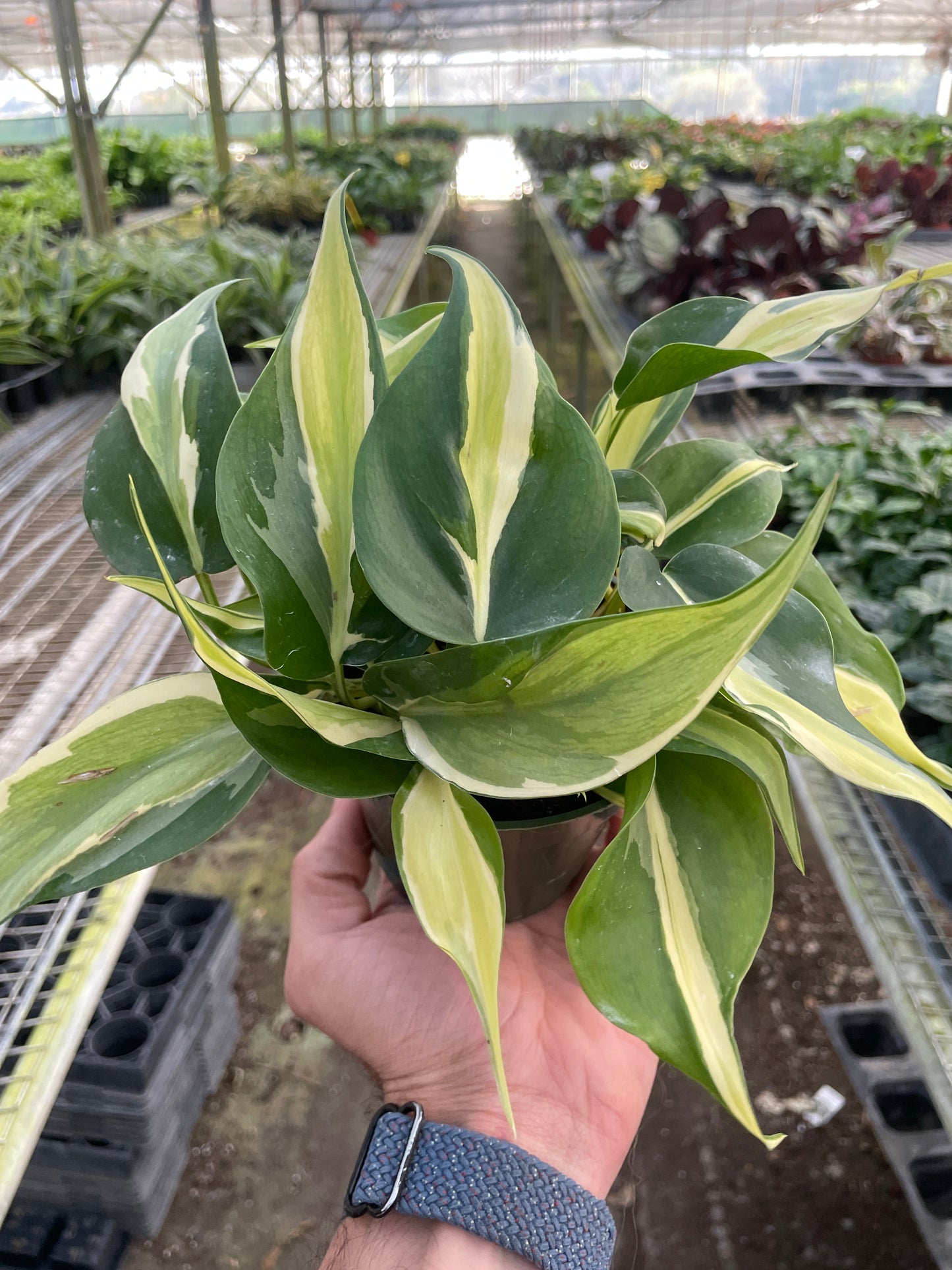 Philodendron Silver Stripe Variegated Live Plant Multiple Sizes Available