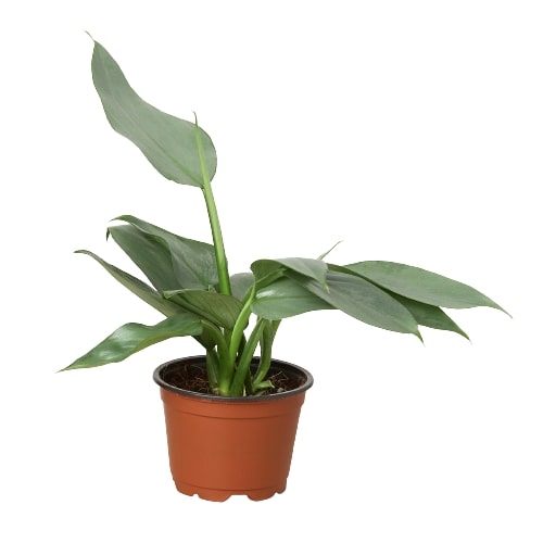 Philodendron Silver Sword Philodendron hastatum Live Plant Multiple Sizes Available